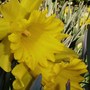 Plant Portraits - Spring flowers in my garden