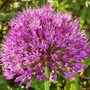 Plant Portraits - Spring flowers in my garden (Allium purpureum)