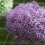 Plant Portraits - Spring Flowers in my garden (Allium aflatunense)