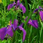 Plant Portraits - Spring flowers in my garden