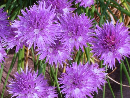 Plant Portraits - Summer flowers in my garden (Allium schoenoprasum (Chives))