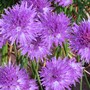 Allium schoenoprasum (Chives)