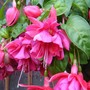 Plant Portraits - Summer flowers in my garden