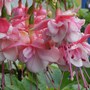 Plant Portraits - Flowers in my garden