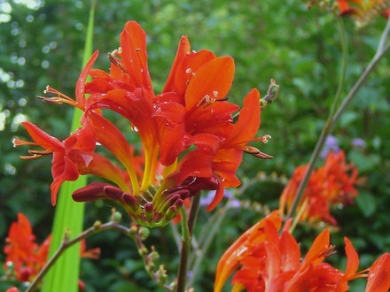Plant Portraits - Summer flowers in my garden (crocosmia x crocosmiiflora 'Lucifer')