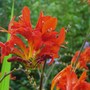 Plant Portraits - Summer flowers in my garden (crocosmia x crocosmiiflora 'Lucifer')