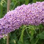 Plant Portraits - Summer flowers in my garden