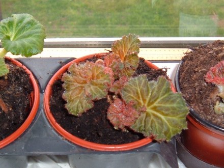 Begonias 