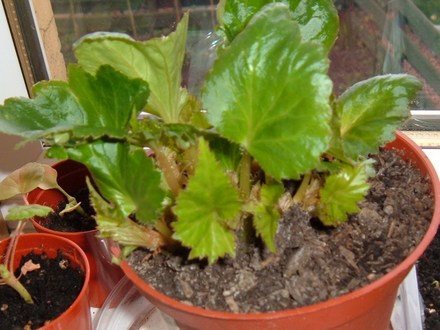 Begonia 