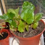Trailing_begonia_7th_april