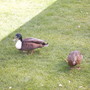 Ducks in garden