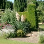 Yucca in steps bed
