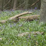 Bluebells