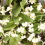 Primroses
