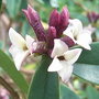 Daphne_x_burkwoodii__somerset_