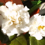 Camellia 'Carlyon' (Camellia e.t.r. 'Carlyon')