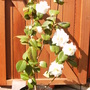 Camellia e.t.r. 'Carlyon' (Camellia e.t.r. 'Carlyon')
