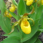 A garden flower photo (Paphiopedilum species)