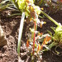 Euphorbia_purpurea