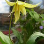 Erythronium 'Pagoda' (Erythronium 'Pagoda')