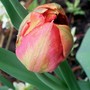 orange/pink Tulip