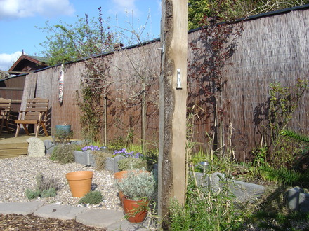 Back Garden