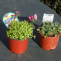 Alpines