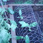 Globe Artichokes. (Cynara)