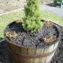 Herb Garden Aril 2008