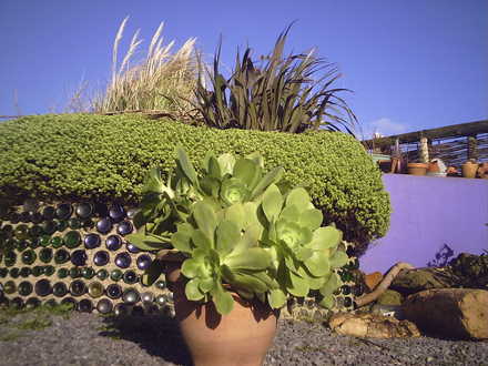 aeonium cunniatum (aeonium cunniatum)
