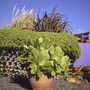 Aeonium_cunniatum