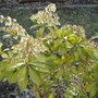 Mountain Fire Bush