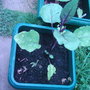 Aubergine (Solanum melongena)