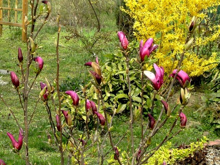 Magnolia in back garden just opening on April 10th 2008 (Magnolia liliiflora (Magnolia))