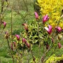 Magnolia in back garden just opening on April 10th 2008 (Magnolia liliiflora (Magnolia))