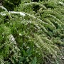Spirea Arguta just coming out April 10th. (Spirea Japonica, Spirea Arguta and Spirea Nipponica hdge)