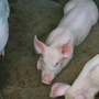 My Three Little Piggy