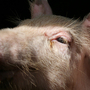 Little Miss Piggy