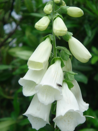 White Foxglove - June 2007 (Digitalis)