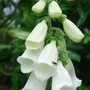 Digitalis