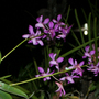 Orchids