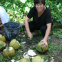 Young Coconut