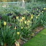 tulips in kitchen garden