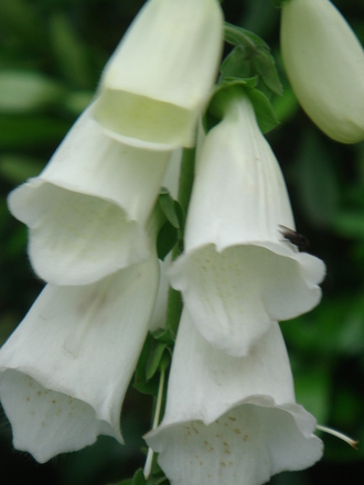 White Foxglove close-up (Digitalis)