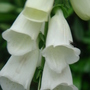 Digitalis