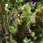 Orchids