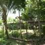 Coconut Tree