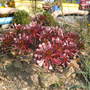 aeonium zwartkop (aeonium zwartkop)