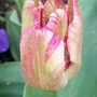 unknown streaky tulip (Tulipa)