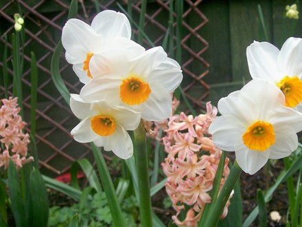 Lovely Spring Combo